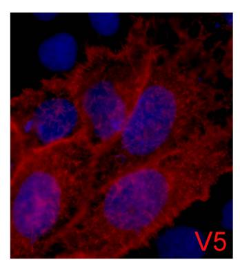 V5-Tag Mouse mAb(3C8)